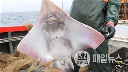 유튜브 킹푸드 채널에 공개된 대청도 홍어 홍보영상의 한 장면. 대청도 청정 해역에서 지역 어민이 홍어를 어획하는 모습이 담겨 있다. (사진=식품산업육성지원센터 제공)