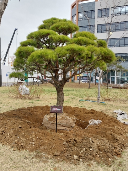 미추홀구, 제78회 식목일 나무심기 행사 개최