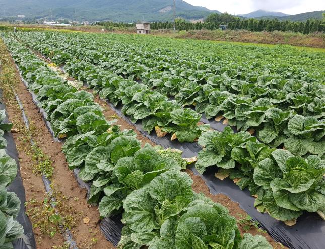 강화군, 순무 등 김장채소 파종·정식 적기 중요성 강조