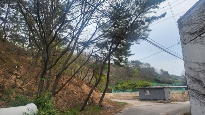전력선 위험목 제거 전(경북 포항시 남구 연일읍 달전리)