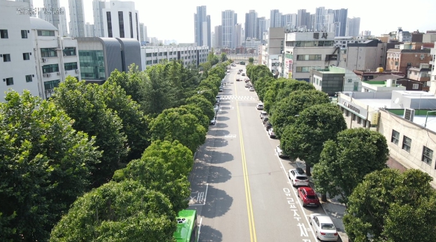 산림청 2024년 전국 우수 관리 가로수길로 최종 선정